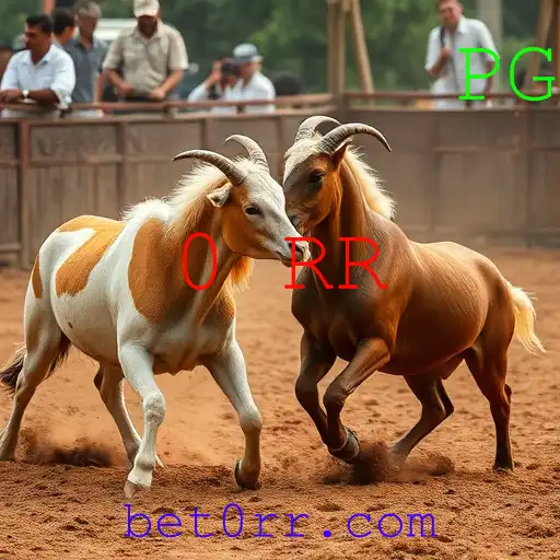Rinha de galos